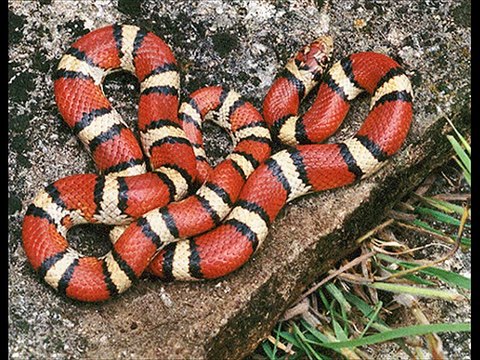 Brazilian coral snake Kingdom Of Snakes
