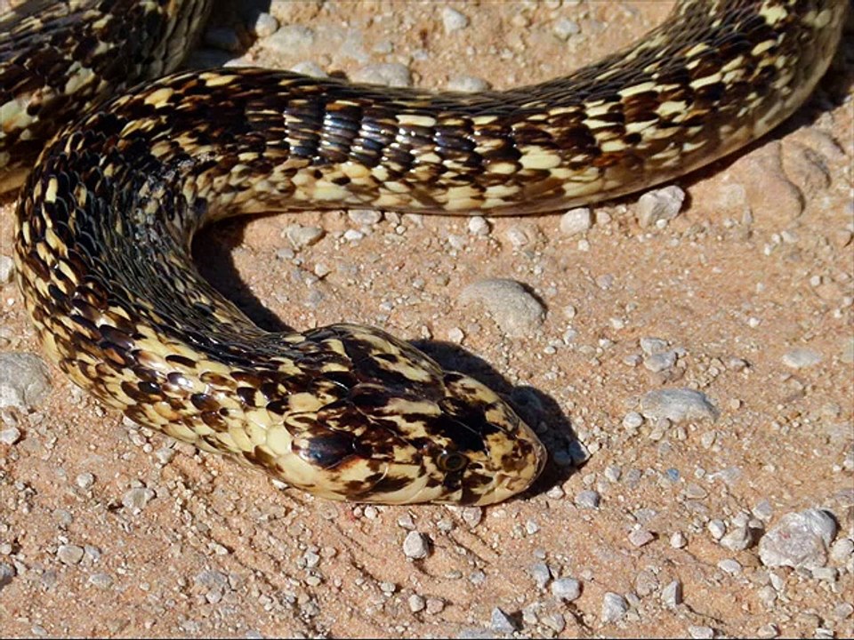 Cape cobra Kingdom Of Snakes