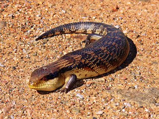 Asian pipe snake Kingdom Of Snakes