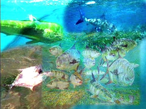 Guy and Mike Tagging Marlin