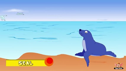 Animal Facts in Hindi - Seal