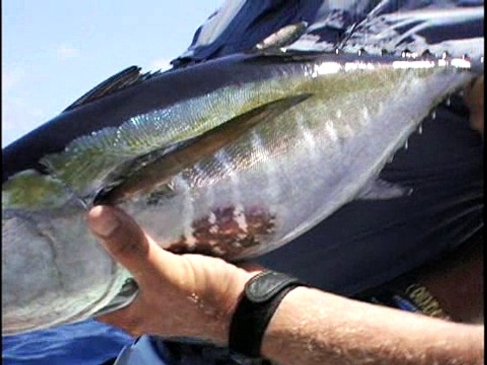 Finding Blackfin Tuna