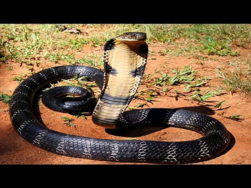 Asian cobra Kingdom Of Snakes