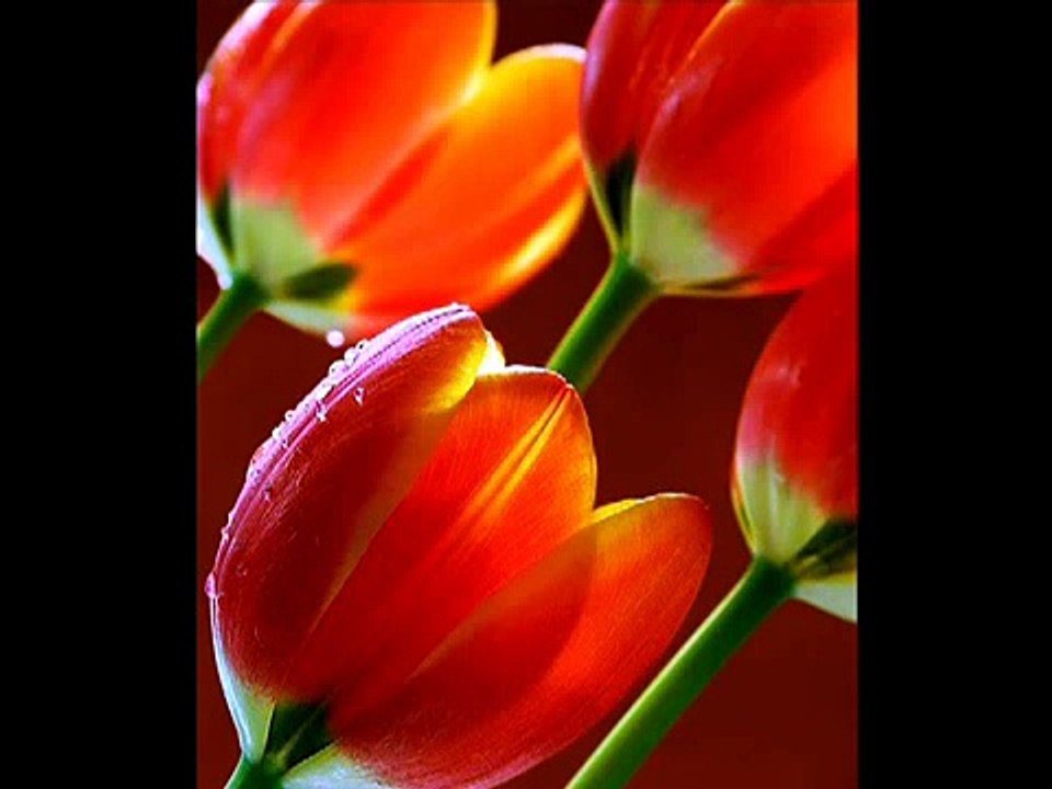 للعلا   نشيد يبعث على الهمة والانجاز