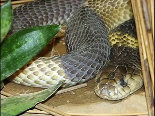 Egyptian cobra Kingdom Of Snakes
