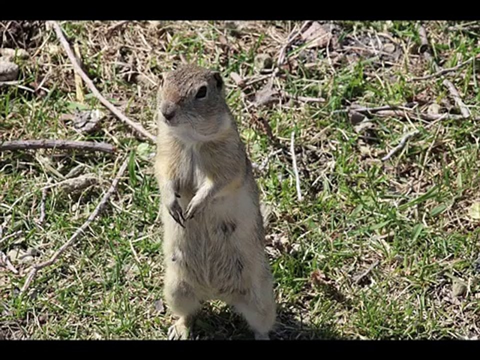 Gopher snake Kingdom Of Snakes