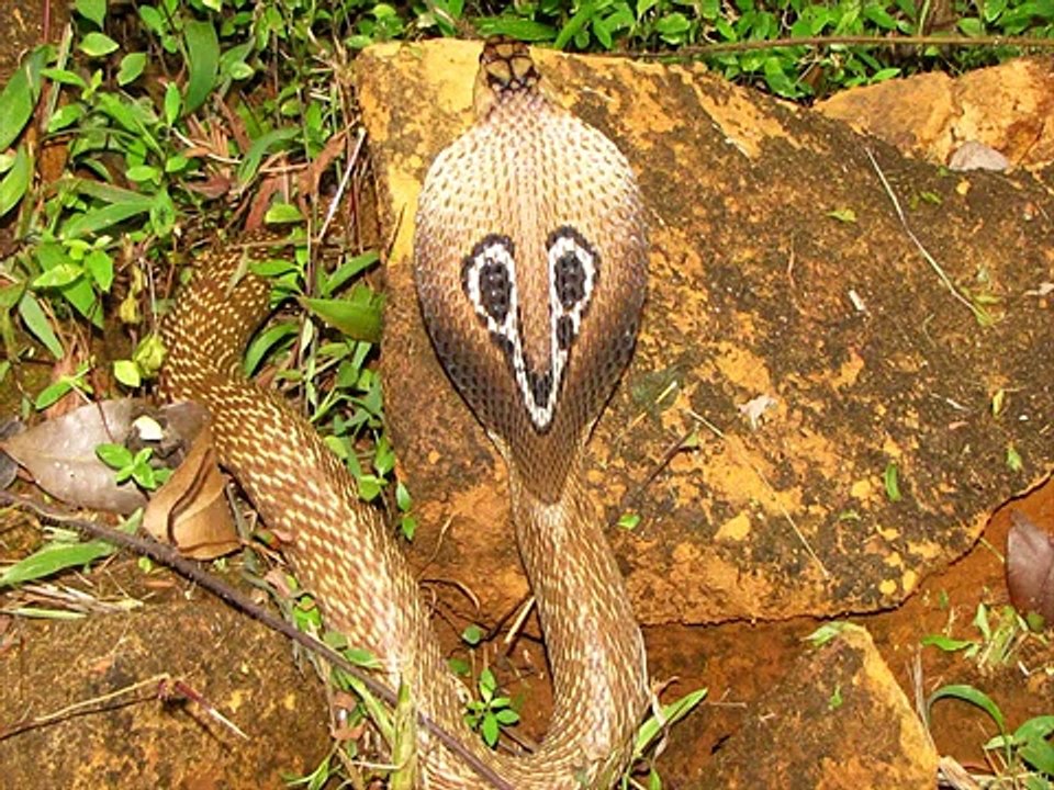 Common cobra Kingdom Of Snakes