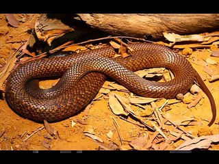 Common tiger snake Kingdom Of Snakes