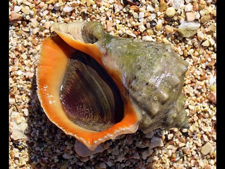 Annulated sea snake Kingdom Of Snakes