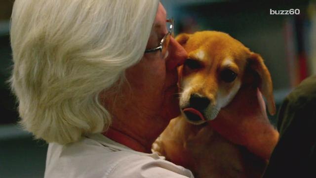 A crazy number of people prefer pets over their partners