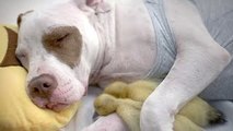 This Rescue Dog Adopted These Abandoned Ducklings