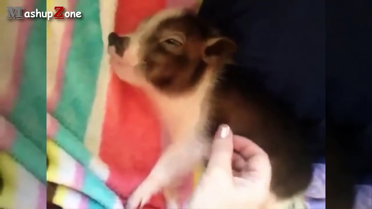 Cute Micro Pig