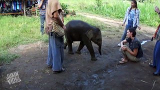 YOU'LL NEVER BELIEVE WHAT THIS ELEPHANT DOES TO THIS PERSON!