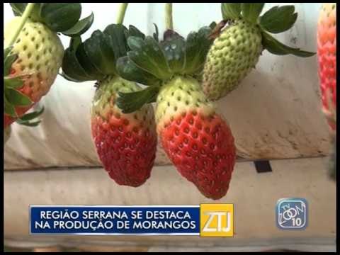 05-11-2015 - REGIÃO SE DESTACA NA PRODUÇÃO DE MORANGOS - ZOOM TV JORNAL