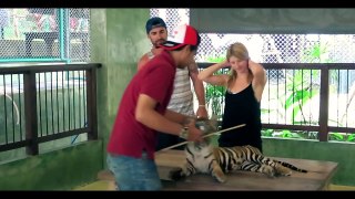 Королевство Тигров на Пхукете, экскурсии на Пхукете - Tiger Kingdom