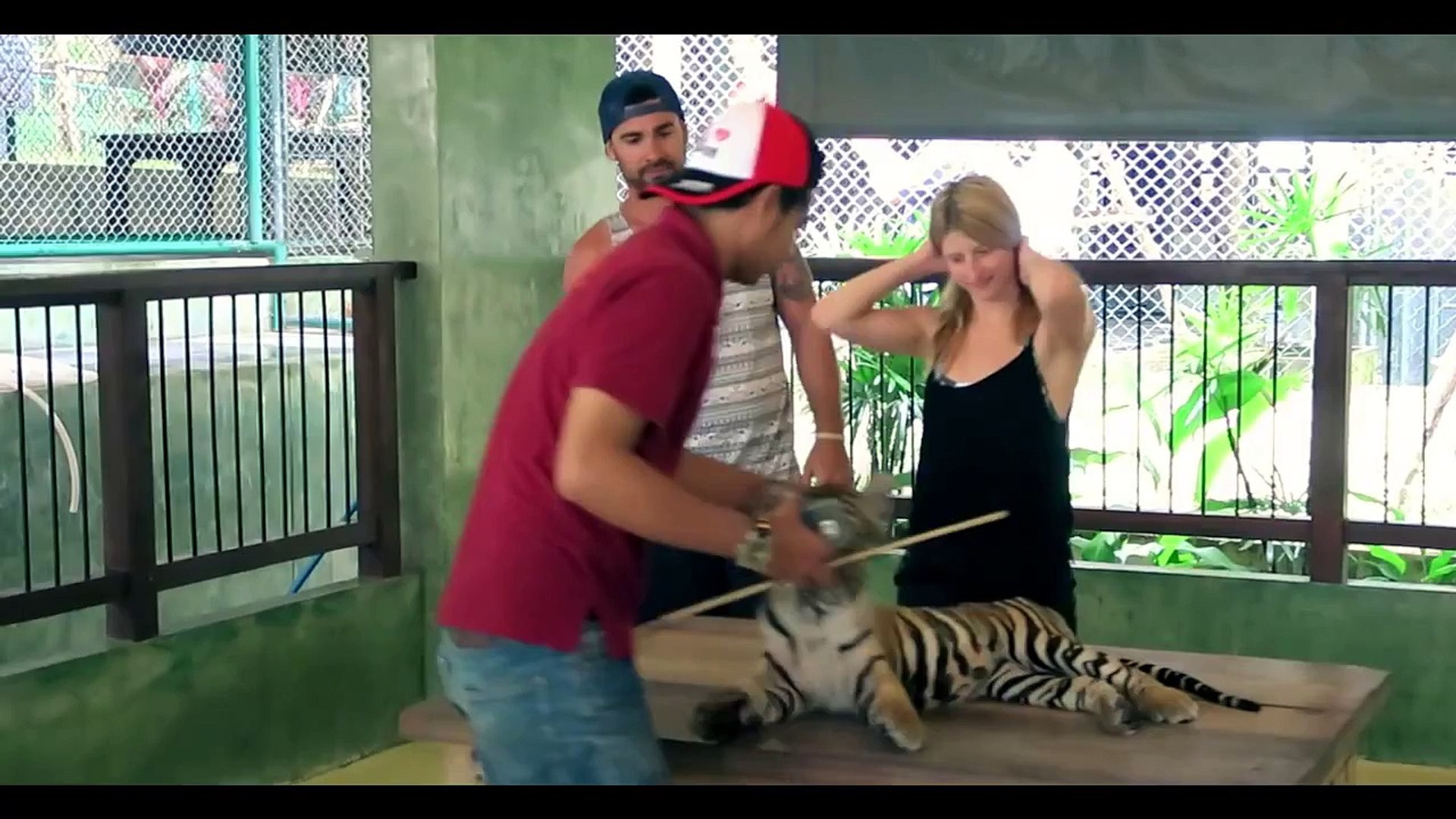⁣Королевство Тигров на Пхукете, экскурсии на Пхукете - Tiger Kingdom