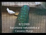 Convivium Novum a Cassano Murge