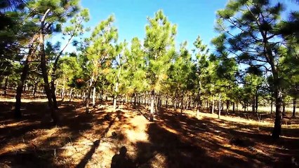 Wyse Fork Hunting Preserve Quail Hunt