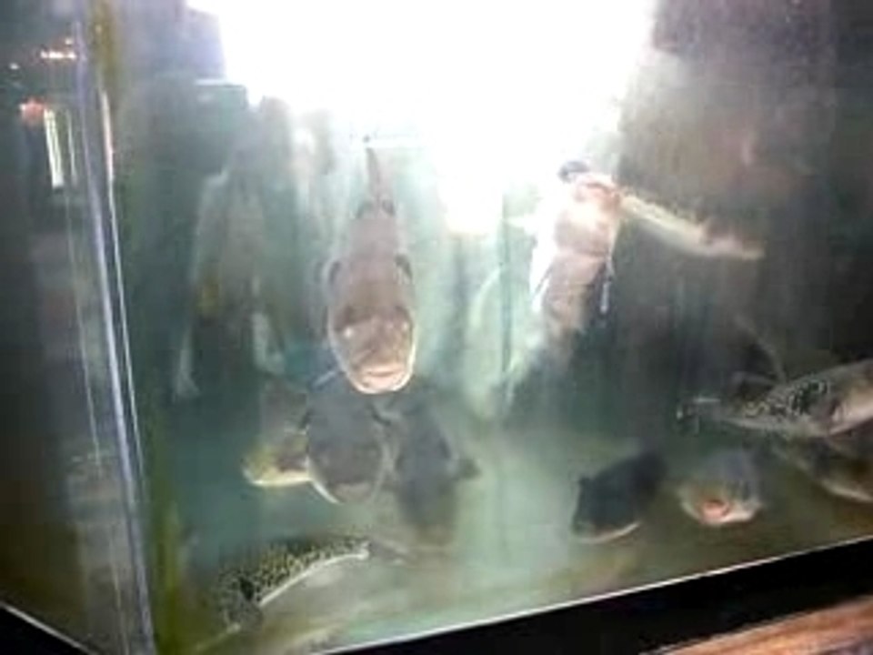 Fugu in asakusa　浅草のフグ