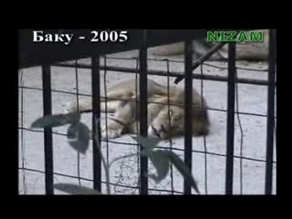 Le Lion de Bakou...SubranAllah!!!
