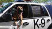 8-Year-Old Police Dog Shot Dead While On Duty