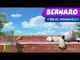 Bernard Bear | "Doggy Bernard" | Best Moments