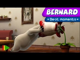 Bernard Bear | "Bernard Vs. Carnivorous Plant" | Best Moments