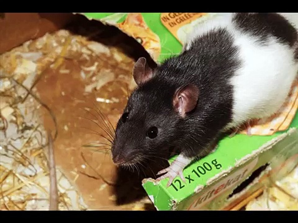 Small rat