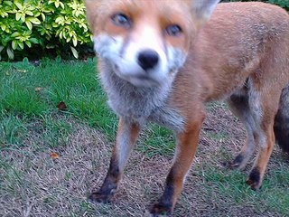 Stuffed animal fox