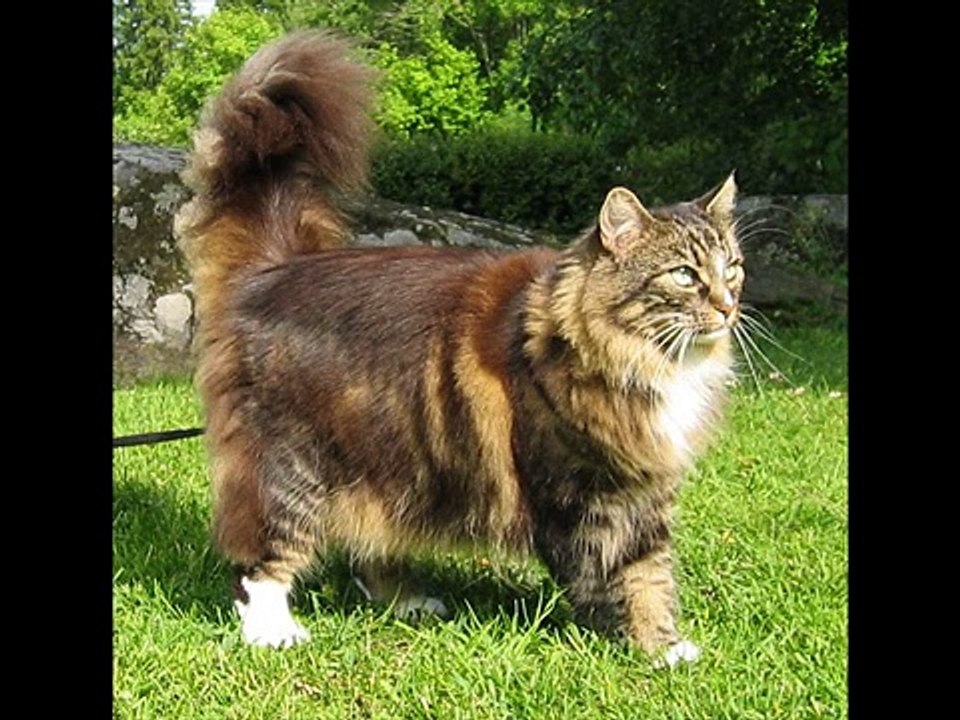 Pet Cat