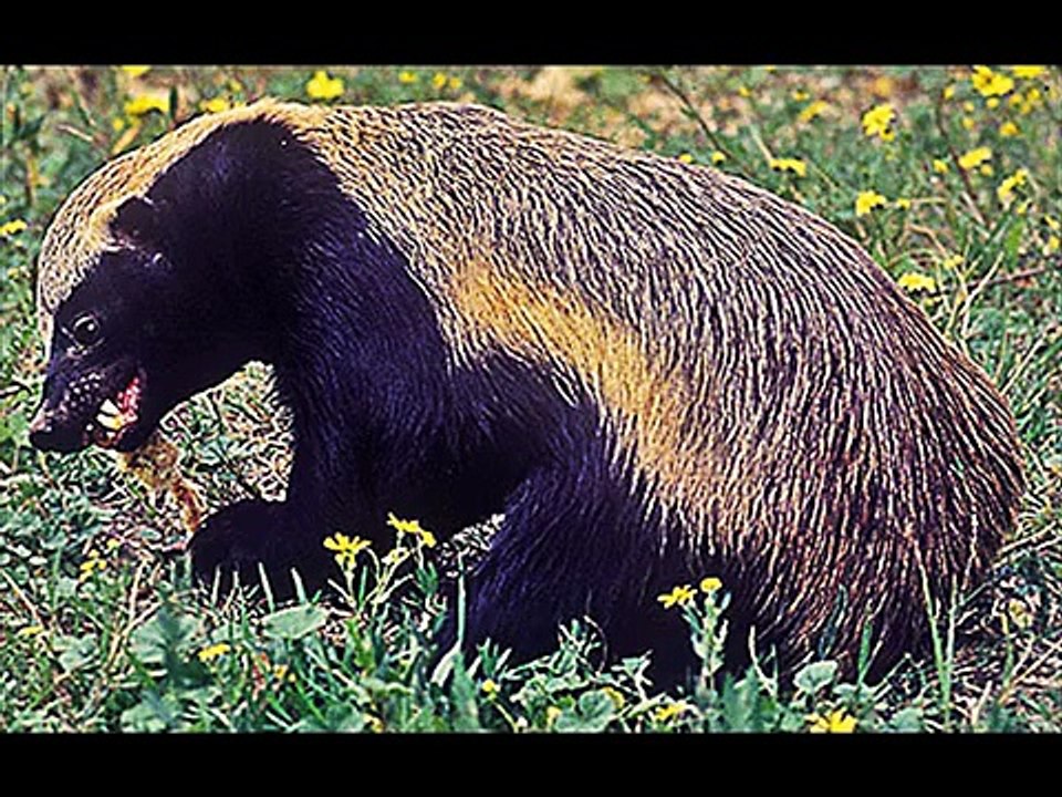 Ratel in the nature