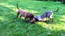 Elsie and BigBoy Two Pit Bulls Playing in yard.