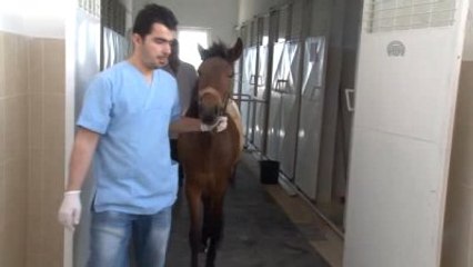 Yaralı Bulunan Yılkı Atı Tedavi Altına Alındı