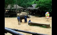 Vacation Thailand Chiang Mai Elephant show throwing darts