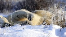 Polar Bear Playing in Snow in Churchill Canada
