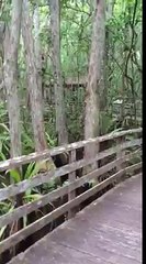 Si Stava Godendo La Sua Passeggiata In Questo Paradiso Naturale Quando Al 00.11 Fa Un Incontro Terrificante