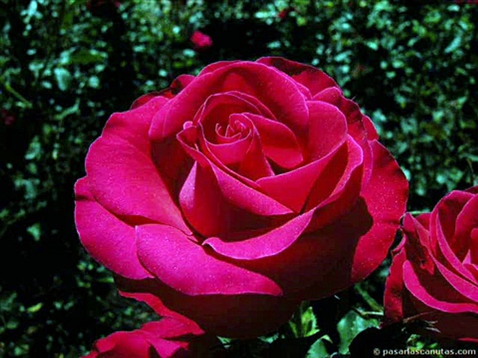 luis fonsi - yo no me doy por vencido