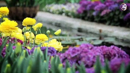 Darwinizm’in çıkmazlarından biri: Allah’ın simetri sanatı