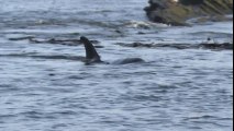 Predator Master Class - Orcas ambush seals in shallow tidal channels