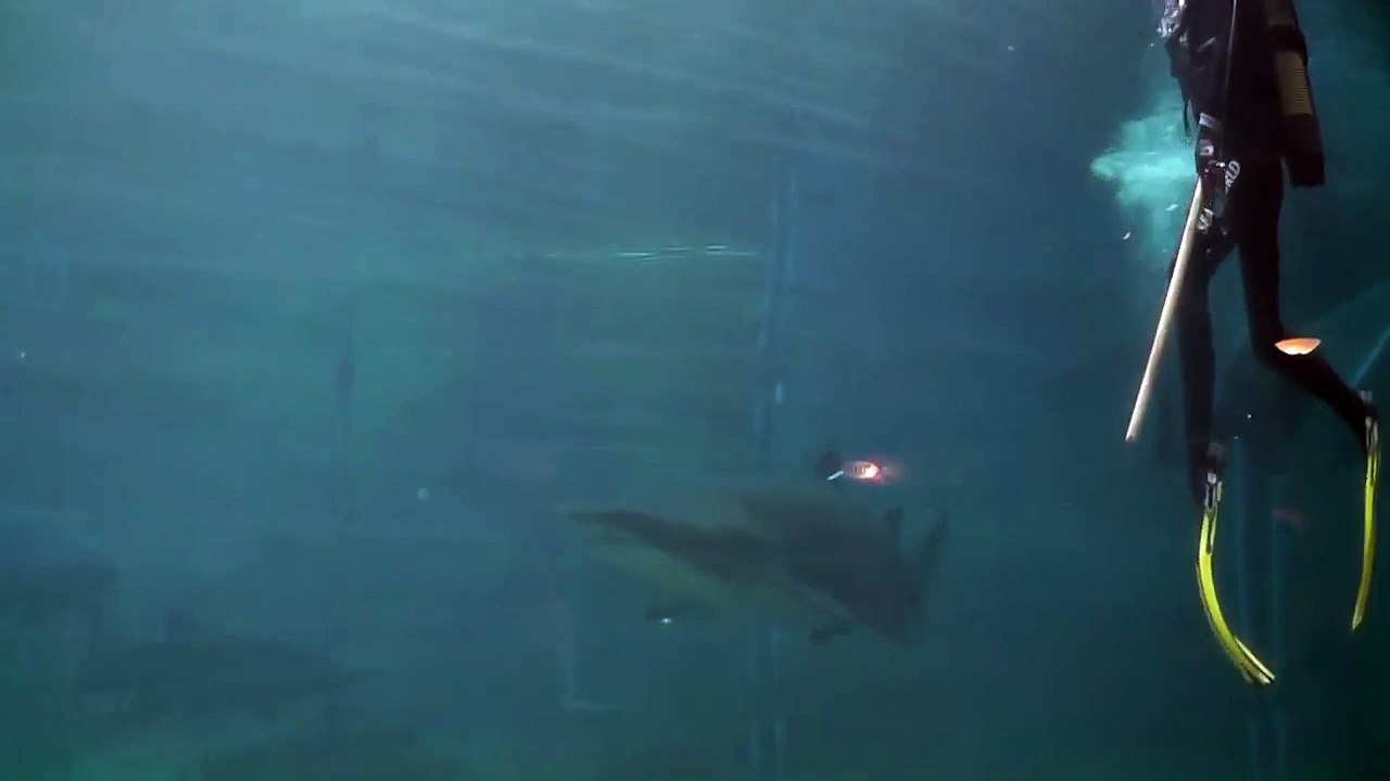 Un Requin attaque son soigneur