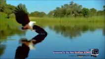 Animals Attack - Eagle attacks Wolf, Man, other Animals - Animal Attack Compilation