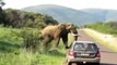 Animals Attack - elephant attack - Lion vs Hyena - Real Fight And Unexpected Results
