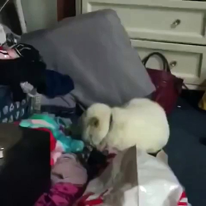 jajaja