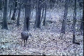 Hunting Six point predator crossbow rage broadhead