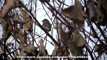 House Sparrow Perched On A Branch