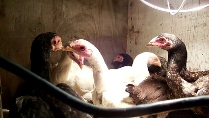 Thai / Ko Shamo / O'Shamo