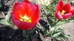 Tulip garden & Fruit trees blooming + Vegetable garden