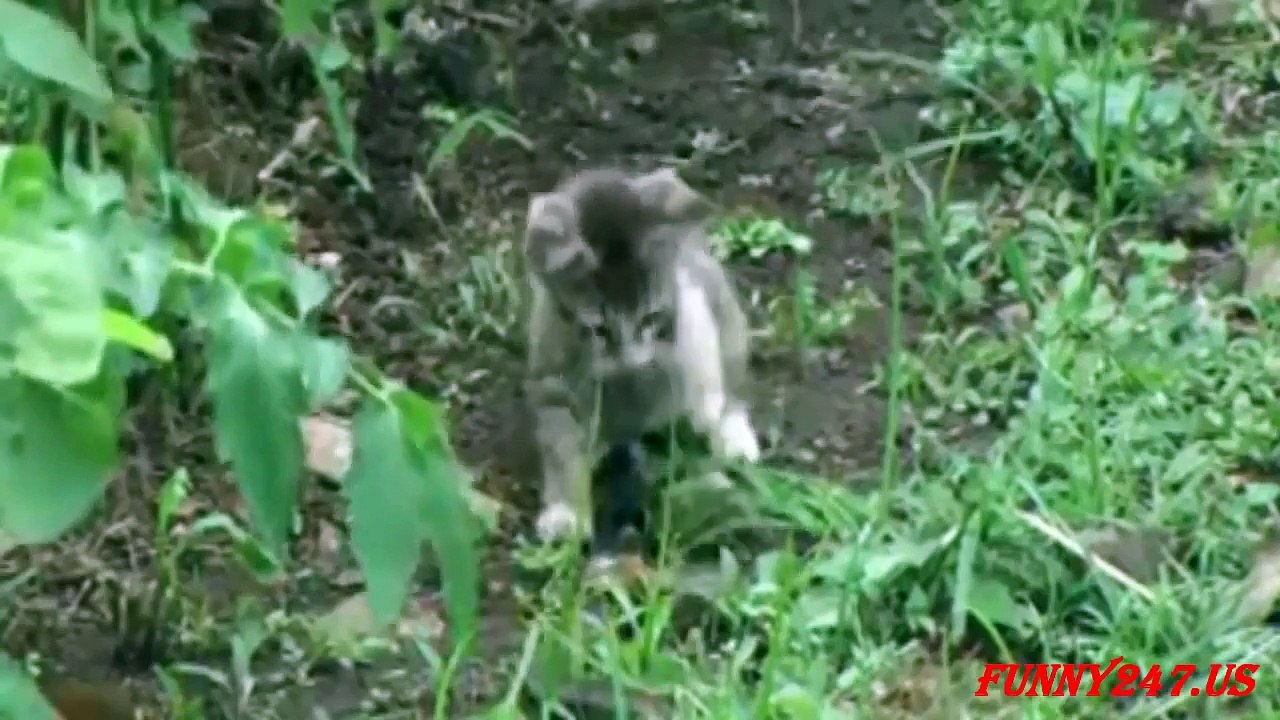 Animals Attack Compilation - Lion Attack Compilation