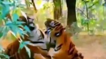 Animals Attack Compilation - Lions Attack - Tiger Attack