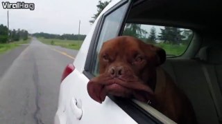 French Mastiff Loves to Ride